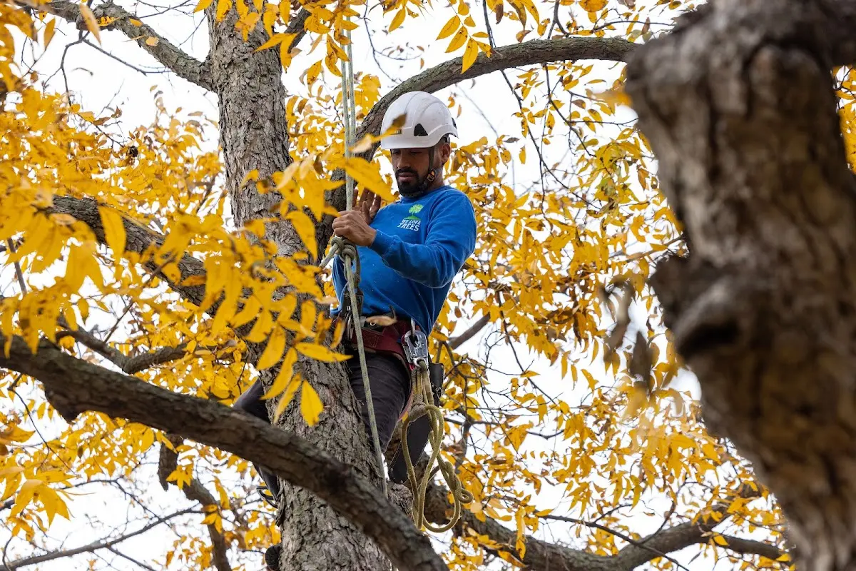 Skilled Tree Planing crew working in Mount Morris
